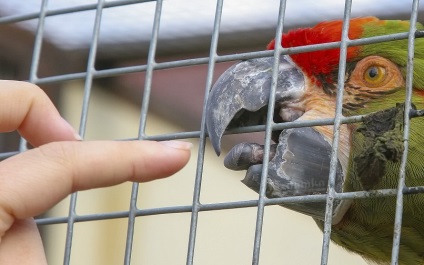 Bird Park Vrabii, regiunea Kaluga