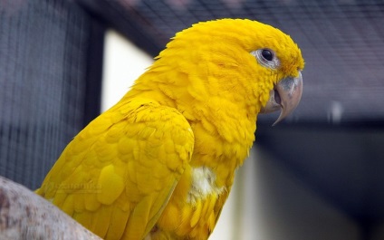 Bird Park Vrabii, regiunea Kaluga