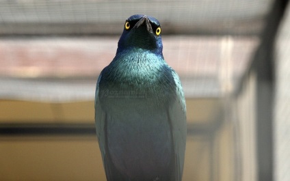 Bird Park Vrabii, regiunea Kaluga