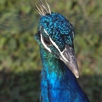 Bird Park Vrabii, regiunea Kaluga