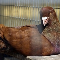 Bird Park Vrabii, regiunea Kaluga