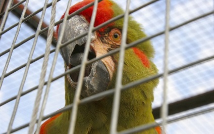 Bird Park Vrabii, regiunea Kaluga