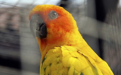 Bird Park Vrabii, regiunea Kaluga