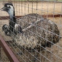 Bird Park Vrabii, regiunea Kaluga