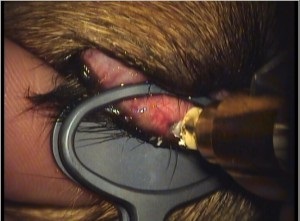 Genele crescute patologic, departamentul oftalmologic al unei clinici veterinare