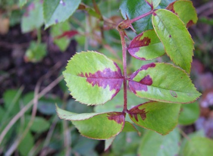 Descrierea și fotografia Peronosporoz pe