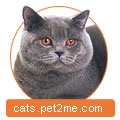 Catelus de pisici lukomorye (licență wcf)