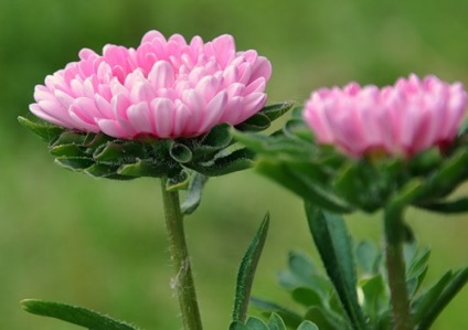 Țesătură de aster