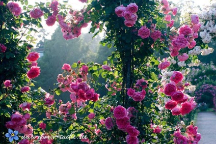 Mászó rózsák virágzik minden nyáron, télen kemény, gyönyörű ház és kert