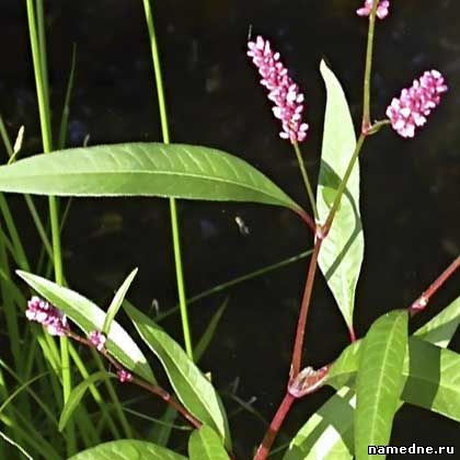 Pochechuyaya iarba - proprietăți medicinale - nume de plante n - ierburi medicinale - rețete populare -