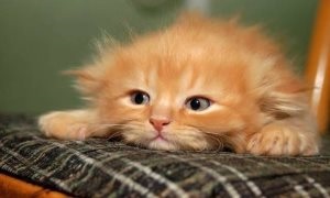 De ce o pisica adesea respira cu gura deschisa dupa nastere, pisici si caini