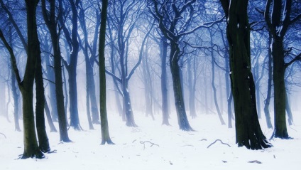 De ce în timpul iernii, în pădure, o mulțime de zăpadă