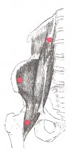 Mușchii musculo-lombari (dureri de-a lungul coloanei vertebrale pe o parte)
