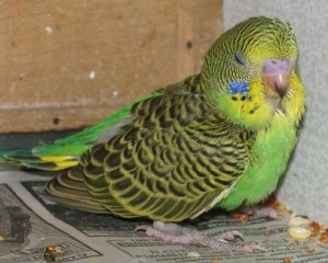 Parrot a prins o răceală - cum să se vindece