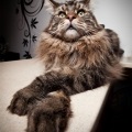 Rasa Maine Coon pisică fotografie și istoria sa