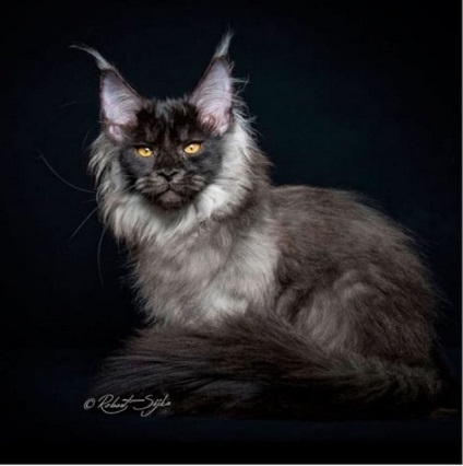 Rasa Maine Coon pisică fotografie și istoria sa