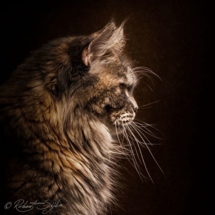 Rasa Maine Coon pisică fotografie și istoria sa