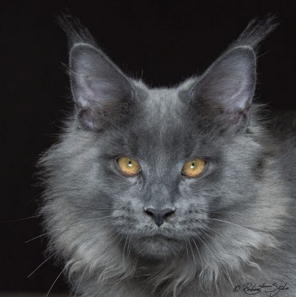 Rasa Maine Coon pisică fotografie și istoria sa