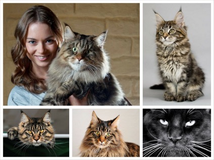 Rasa Maine Coon pisică fotografie și istoria sa