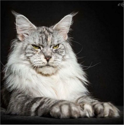 Rasa Maine Coon pisică fotografie și istoria sa