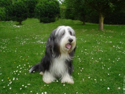 Câine de câini - collie barbă