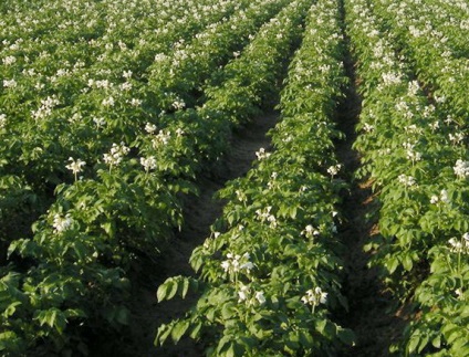 Plantarea de cartofi și cartofi de creștere