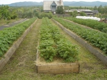 Plantarea cartofilor pe mitlajderu sub paie, schema