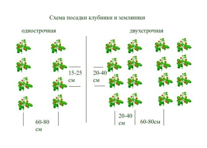 Plantarea căpșunilor în sol, instrucțiuni, recomandări