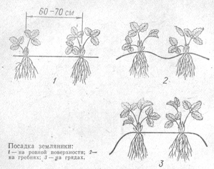 Plantarea căpșunilor și căpșunilor, cum să plantați corect căpșunile și căpșunile, cum să le plantați