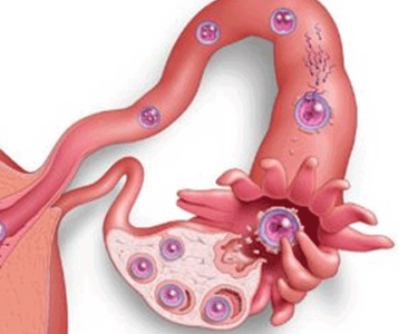 Atașarea embrionului la uter în care zi, simptome și cauze