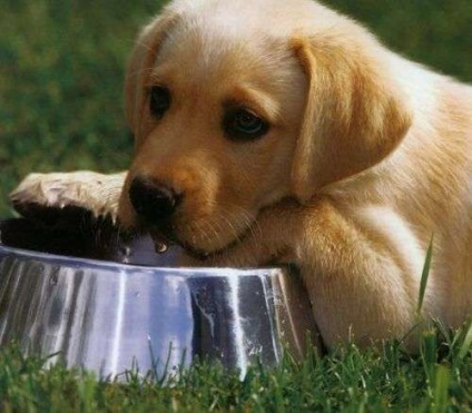 Homestead sfaturi pentru îngrijirea unui catelus Labrador