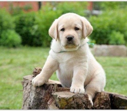 Homestead sfaturi pentru îngrijirea unui catelus Labrador