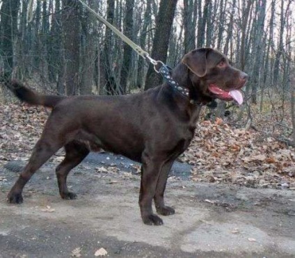 Homestead sfaturi pentru îngrijirea unui catelus Labrador