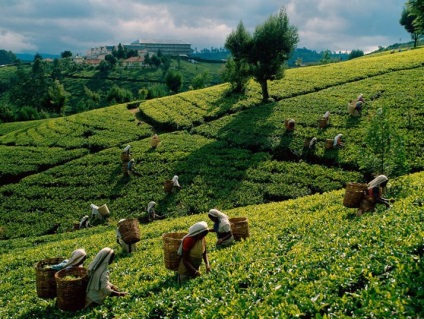 Producția de ceai ca idee de afaceri