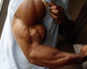 Studiem relieful bicepselor