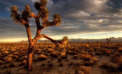 Mojave Desert harta, fotografia, atracții turistice