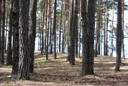 Călătorim în cele mai bune locuri din Belarus pe kia sportage! Rezervorul Vileika - știri