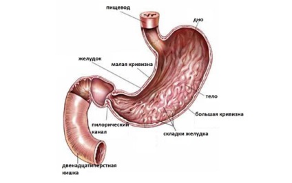 Cancer al simptomelor stomacului, cauze, tratament în clinica mgu numele de Lomonosov