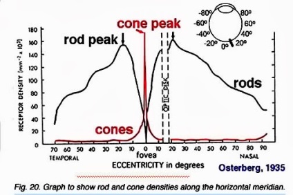 Distribuția de tije și conuri în retina umană