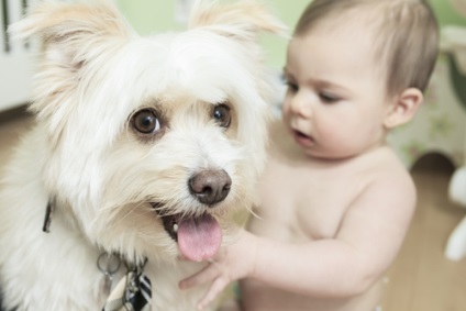 A gyermek és a kutya milyen védőoltásokat igényel, és miért kell vezetni egy kedvtelést a fogorvoshoz