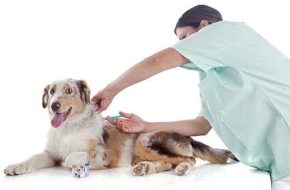 Un copil și un câine ce vaccinări sunt necesare și de ce ar trebui să conducă un animal de companie la dentist