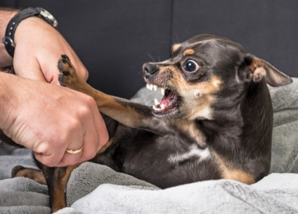 Un copil și un câine ce vaccinări sunt necesare și de ce ar trebui să conducă un animal de companie la dentist