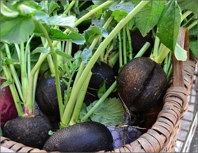 Radish - proprietati utile si medicinale, un vindecator