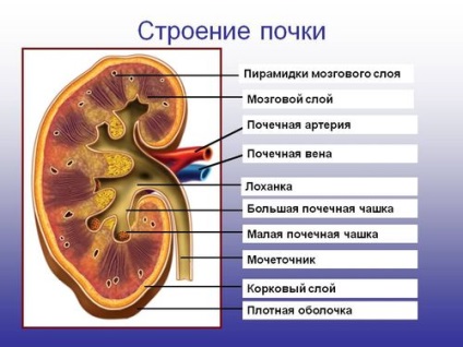 X-ray a rinichilor cu substanță de preparat pentru contrast și cum se face