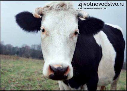 A tehén takarmányozási rendszere, az állattenyésztés