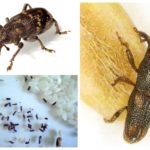 Rice weevil fotó, leírás hogyan lehet megszabadulni