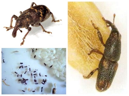 Rice weevil fotografie, descriere cum să scapi