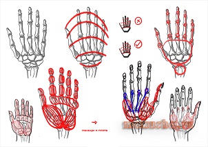 Desenarea mâinilor pas cu pas - cum să atragă mâna unei persoane pentru începători în pași la fel de ușor