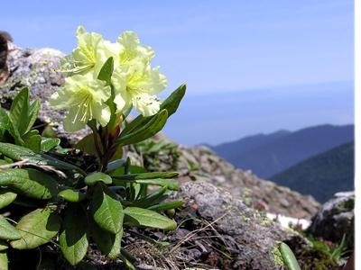 Rhododendronul de aur (kashkara), bolile și tratamentul cu populația și medicamentele