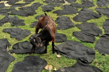 Ru bőrtermesztés Bangladesben - terraoko - a világ szemével